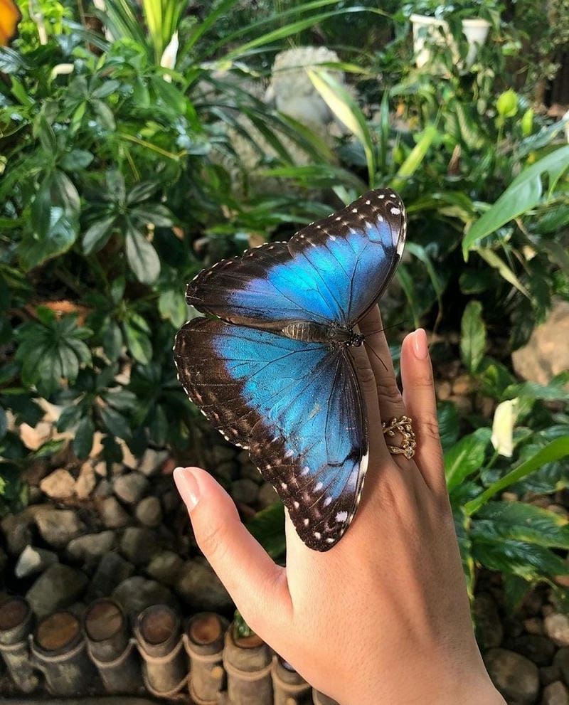 Khám phá Nhà kính bướm Dubai với muôn màu bướm