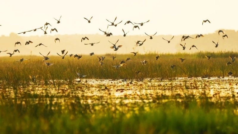 Ảnh Đồng Tháp đẹp ghi lại khoảnh khắc thiên nhiên tuyệt mỹ