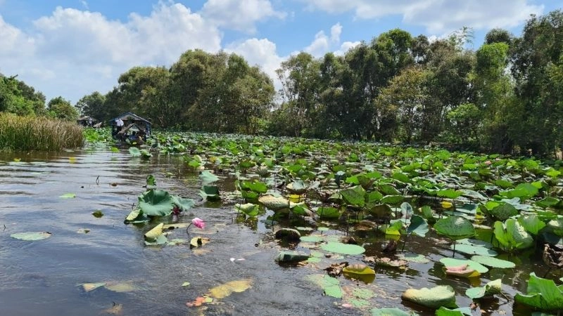 Cảnh quan Tràm Chim thanh bình giữa thiên nhiên rộng lớn