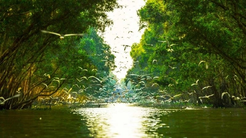 Hệ sinh thái Tràm Chim phong phú đa dạng sinh vật quý