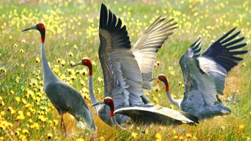 Kinh nghiệm cá nhân khi đến vườn quốc gia Tràm Chim