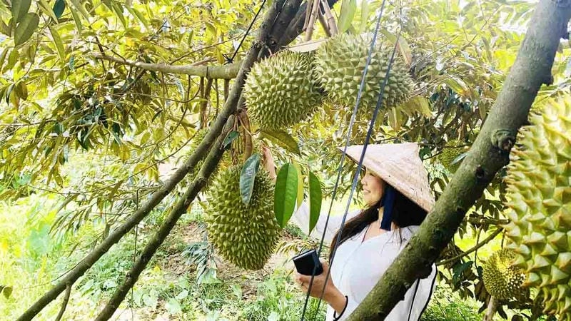 Thưởng thức trái ngọt tại Vườn trái cây Bến Tre