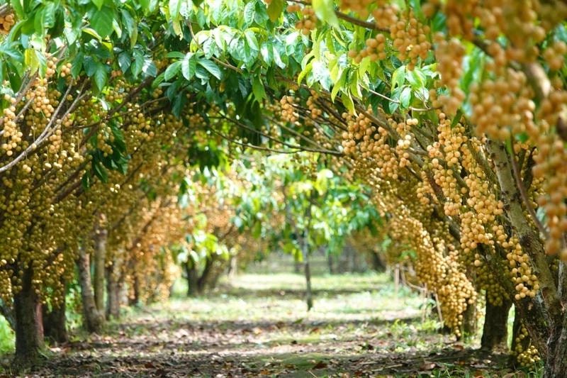 Cảnh Vườn trái cây Cần Thơ xanh mát miền Tây