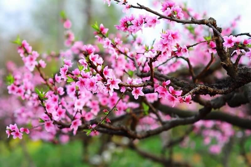 Chậm rãi buông xuống hoàng hôn hoa đào