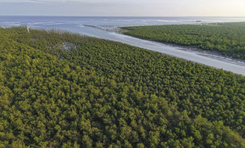 Rừng ngập mặn Cần Giờ xanh mát giữa biển trời