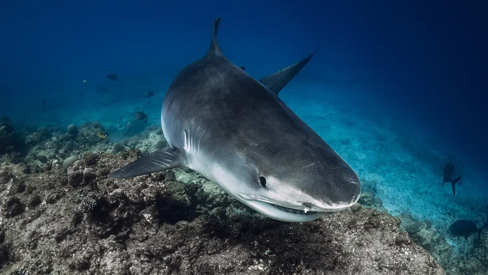 Cá mập ngủ như thế nào khi vẫn di chuyển