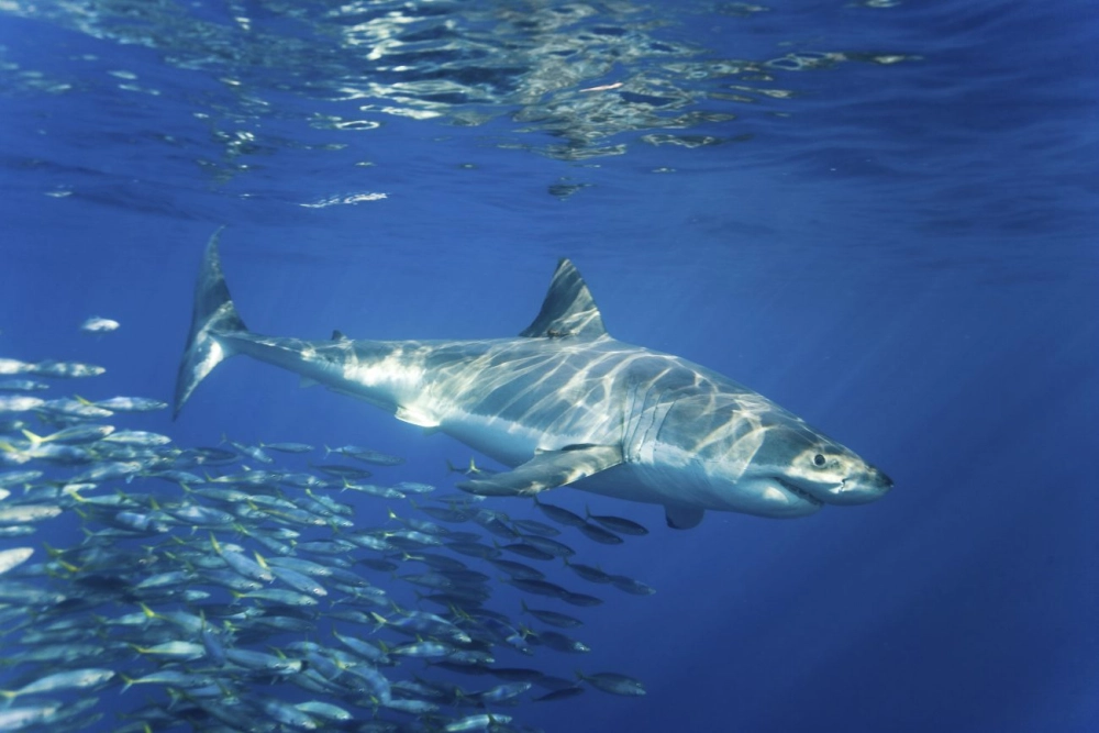 Cá mập là kẻ săn mồi bền bỉ của đại dương