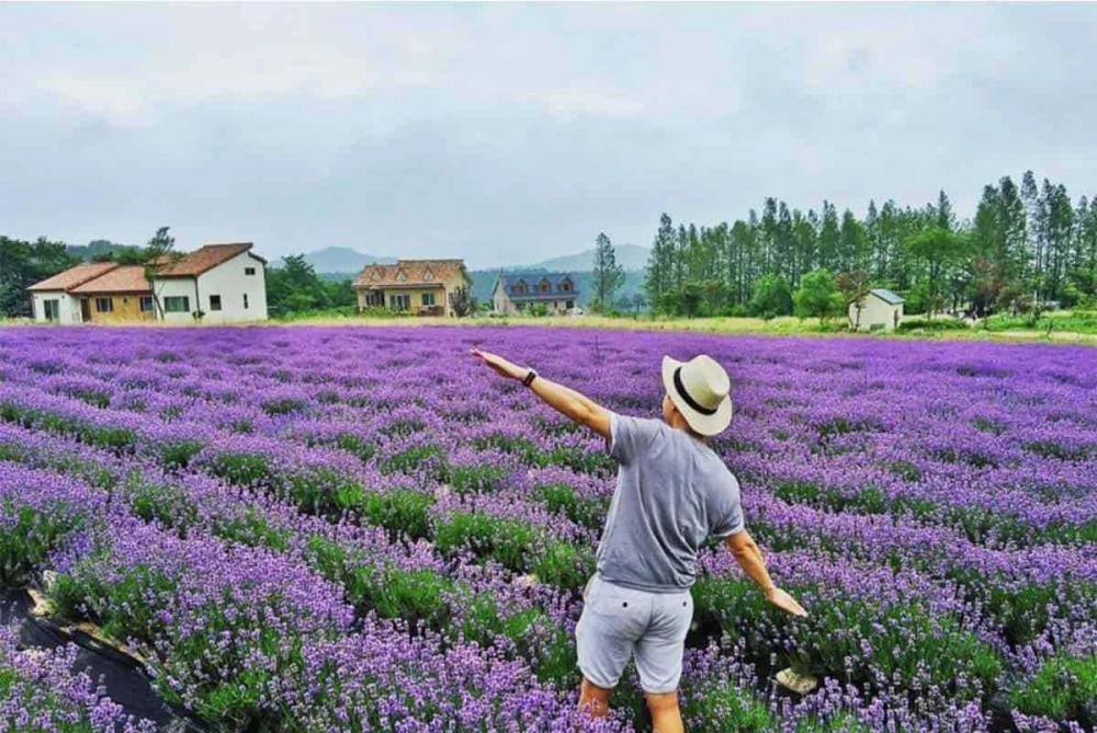 Sự thật phía sau cánh đồng hoa tử đinh hương Đà Lạt nổi tiếng