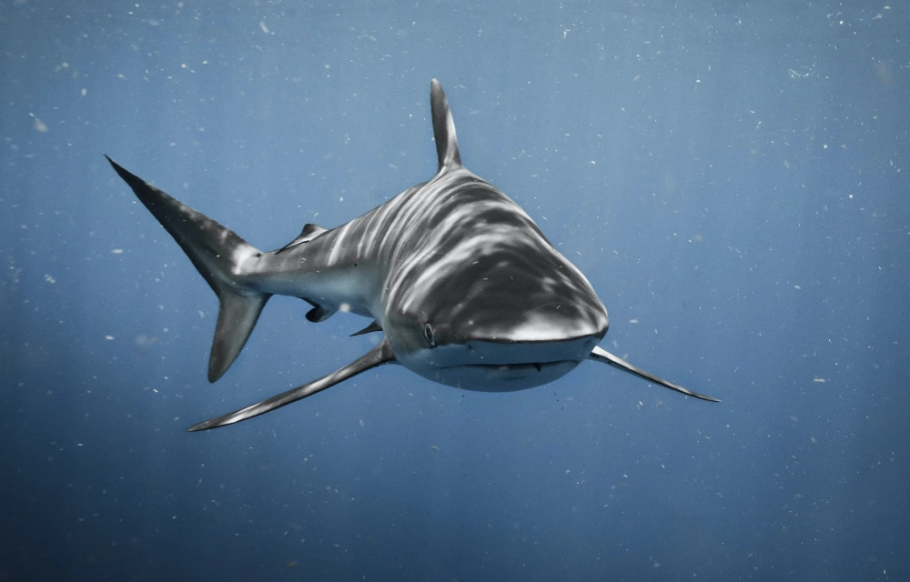 Cá mập trong đại dương luôn chuyển động