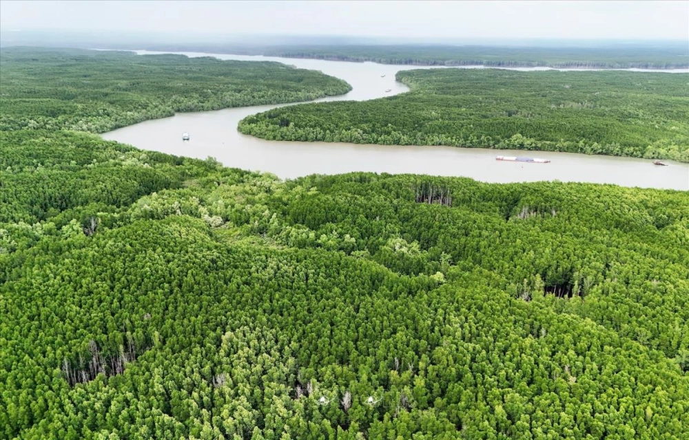 Cảnh quan rừng ngập mặn Cần Giờ yên bình