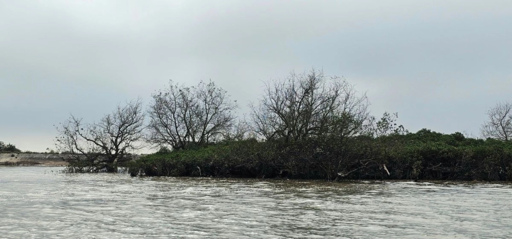 Môi trường rừng ngập mặn Cần Giờ trong lành