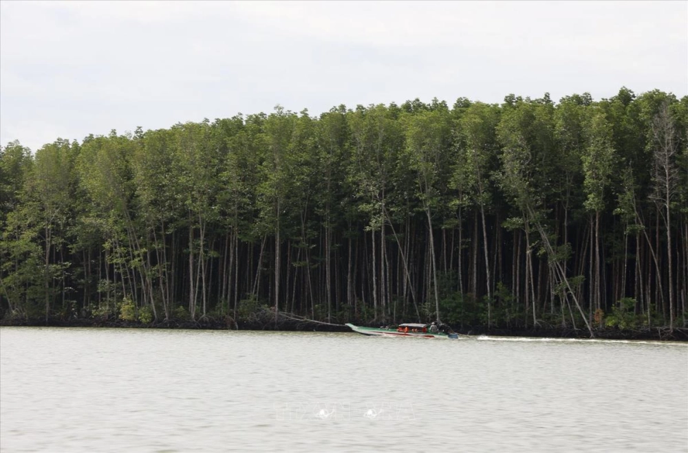 Sinh thái rừng ngập mặn Cần Giờ cân bằng