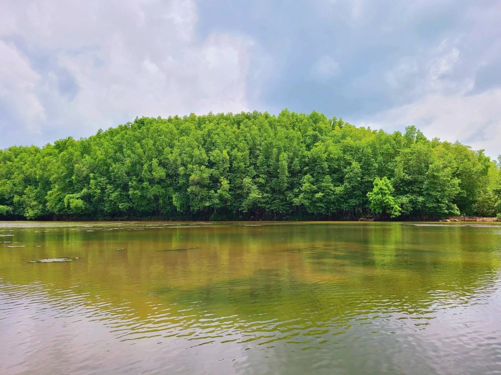 Rừng ngập mặn Cần Giờ thiên nhiên nguyên sơ