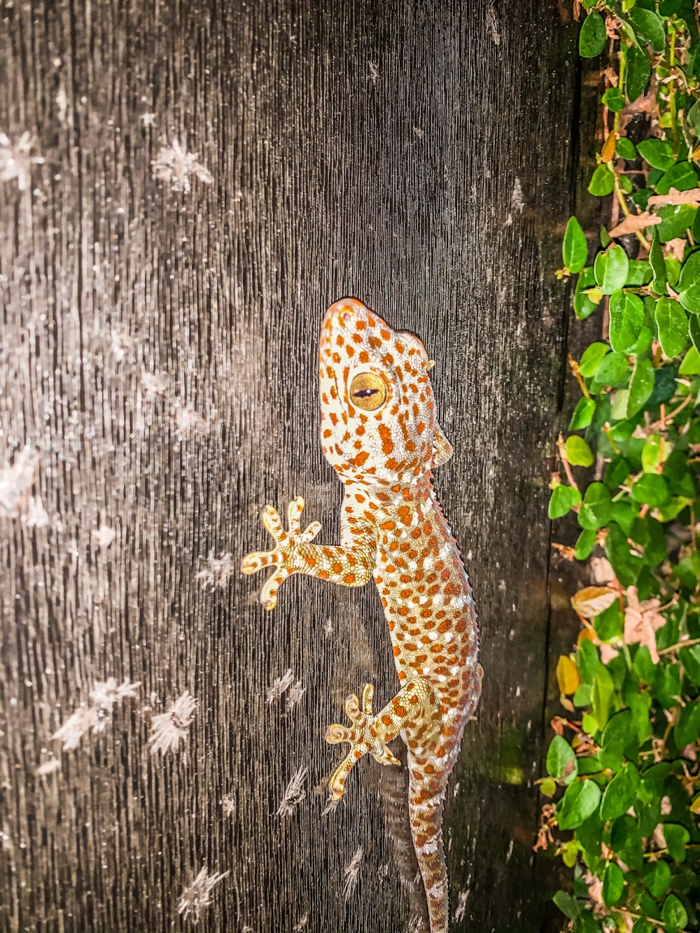 Vì sao tắc kè bám tường luôn là câu hỏi khoa học