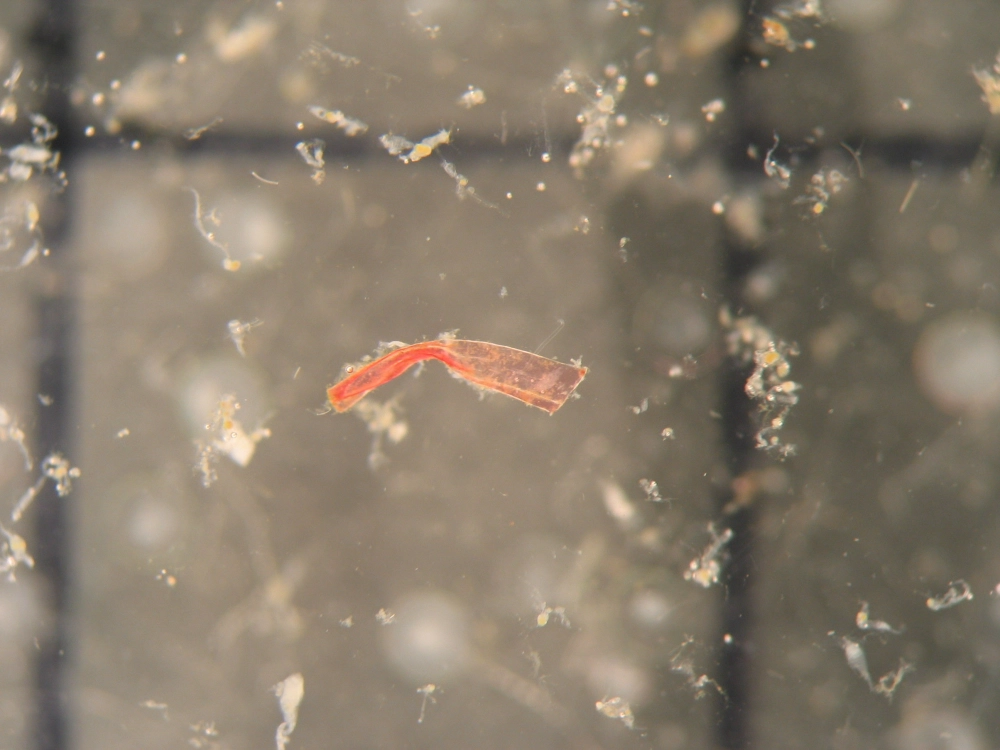 Vi nhựa trong thực phẩm ảnh hưởng bữa ăn