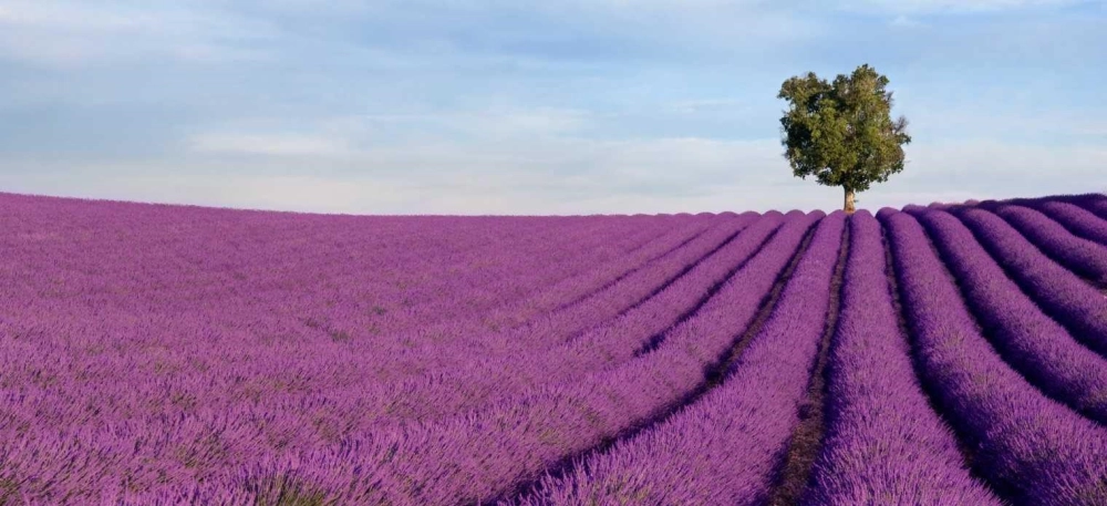 Hoa tử đinh hương Đà Lạt có gì đẹp khiến ai cũng mê