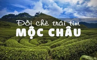 Đồi chè Mộc Châu – Nét đẹp dịu dàng của vùng đất sơn cước