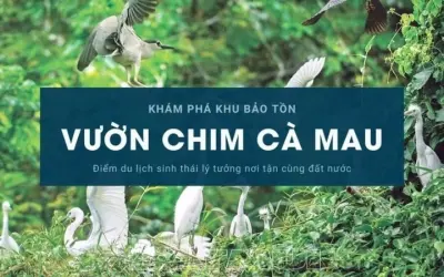 Sân chim Cà Mau - Hệ sinh thái chim độc đáo miền Tây
