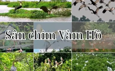 Sân chim Vàm Hồ - Khu bảo tồn thiên nhiên quý hiếm Bến Tre