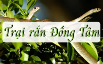 Trại rắn Đồng Tâm - Điểm đến kỳ lạ giữa lòng Tiền Giang