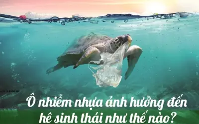 Tác động của ô nhiễm nhựa tới hệ sinh thái như thế nào?