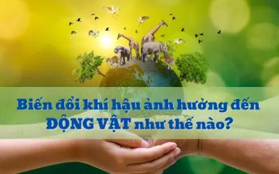 Biến đổi khí hậu ảnh hưởng đến động vật ra sao?