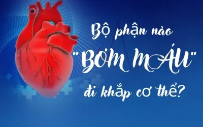 Tim bơm máu bằng cách nào trong cơ thể người?