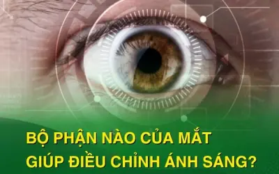 Khám phá bộ phận nào của mắt giúp điều chỉnh ánh sáng?