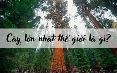 Cây lớn nhất thế giới là gì? Có ở đâu trên Trái Đất?