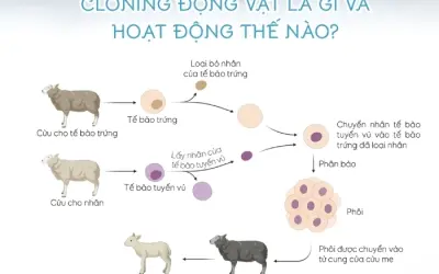 Cloning động vật là gì và hoạt động thế nào?