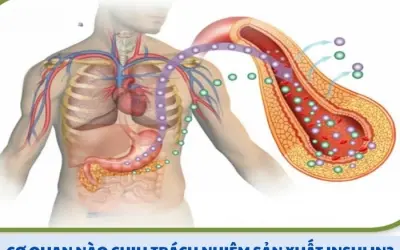 Cơ quan nào chịu trách nhiệm sản xuất Insulin? Giải mã bí ẩn!