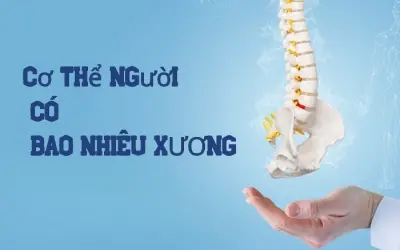 Cấu trúc bộ xương người gồm bao nhiêu xương?
