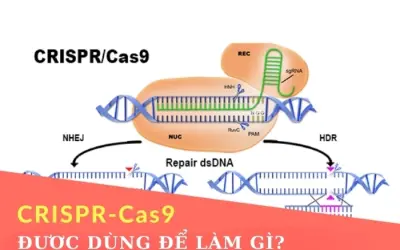 Công nghệ chỉnh sửa gen CRISPR được dùng để làm gì?