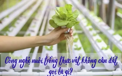 Công nghệ trồng cây không cần đất được gọi là gì?