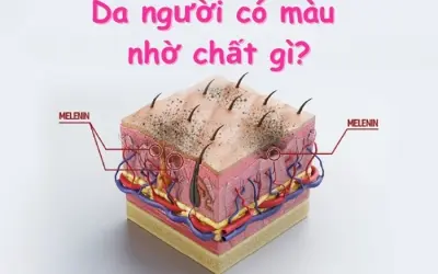 Da người có màu nhờ chất gì? Khám phá sắc tố Melanin
