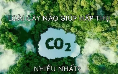 Giải đáp cây nào có khả năng hấp thụ CO2 cao nhất?