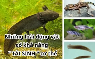 Khả năng tái sinh cơ thể xuất hiện ở loài động vật nào?