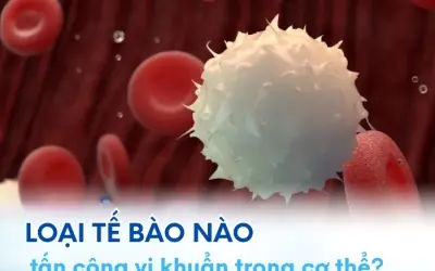 Tế bào miễn dịch nào tiêu diệt vi khuẩn hiệu quả?