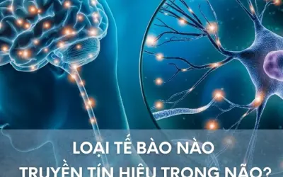 Tế bào nào đảm nhận truyền tín hiệu trong não?