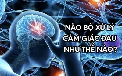 Khám phá cách não bộ xử lý cảm giác đau chi tiết