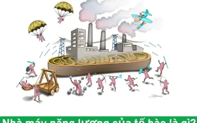 Mitochondria là gì? Vai trò trong năng lượng tế bào