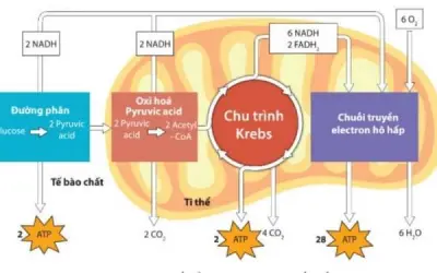 Quá trình nào giúp tế bào tạo ra năng lượng sống?