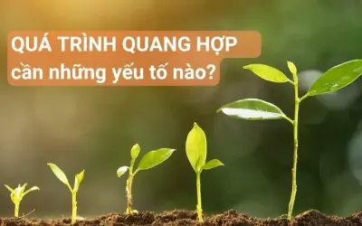 Quang hợp là gì và cần yếu tố nào để xảy ra hiệu quả?