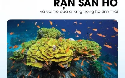 Rạn san hô có ý nghĩa sinh thái nào trong đại dương?