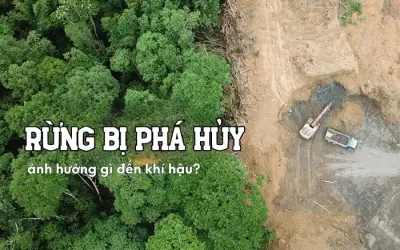 Rừng bị phá hủy ảnh hưởng thế nào đến khí hậu Trái Đất