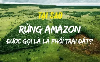Vì sao rừng Amazon được gọi là lá phổi xanh của Trái Đất?