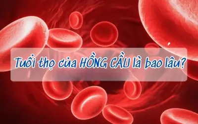 Khám phá tuổi thọ của hồng cầu là bao lâu?