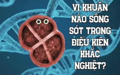 Hé lộ vi khuẩn nào sống sót trong điều kiện cực khắc nghiệt?