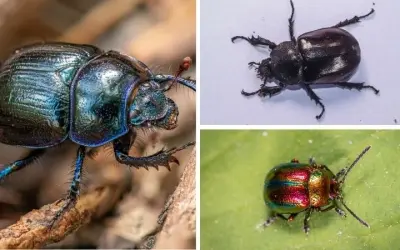 Bọ cánh cứng có bao nhiêu loài trên thế giới trong sách đỏ