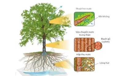 Cây hút nước nhờ bộ phận nào trong cấu tạo?